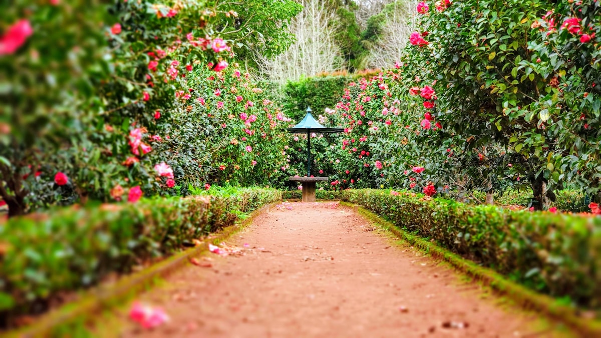 Beautiful landscaped garden maintained by Green Gardener