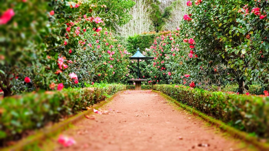 Shrub border design project