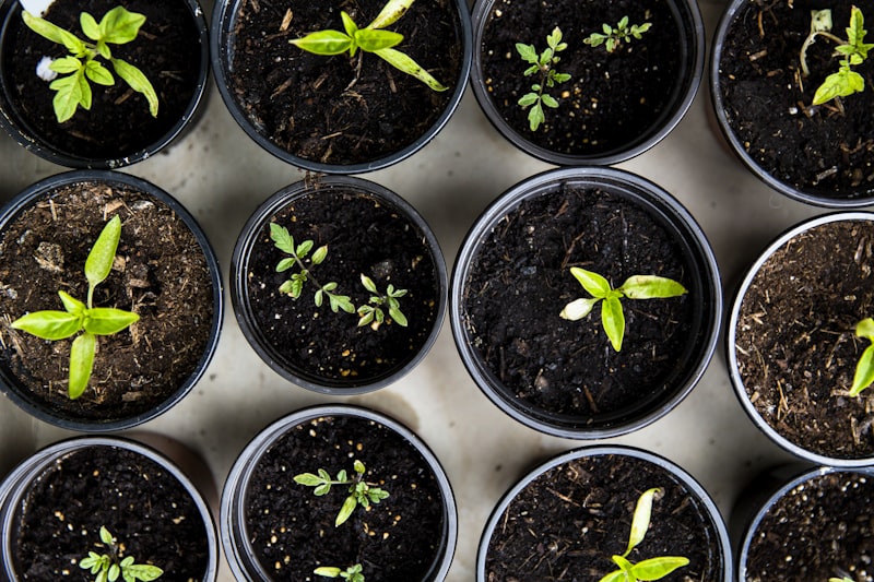 Garden fertilization and soil care